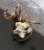 Hyptiotes sp.